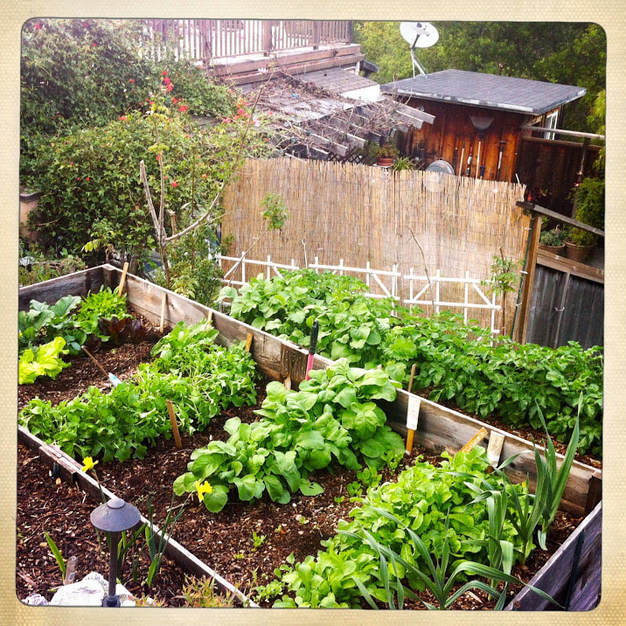 Organic Gardening Blog Back To Eden Organic Gardening