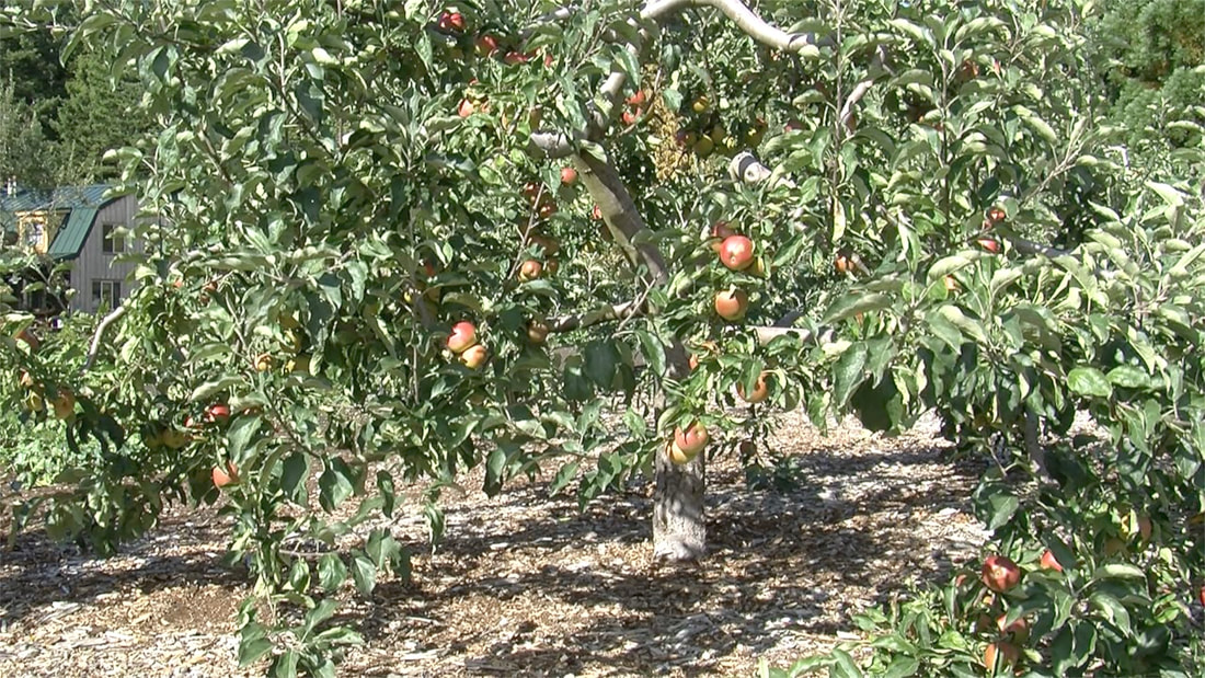 How To Prune Apple Tree