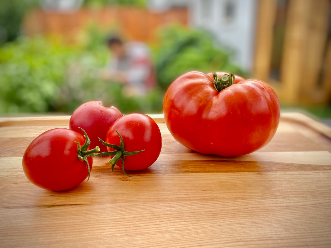 Grow Tomatoes Indoors