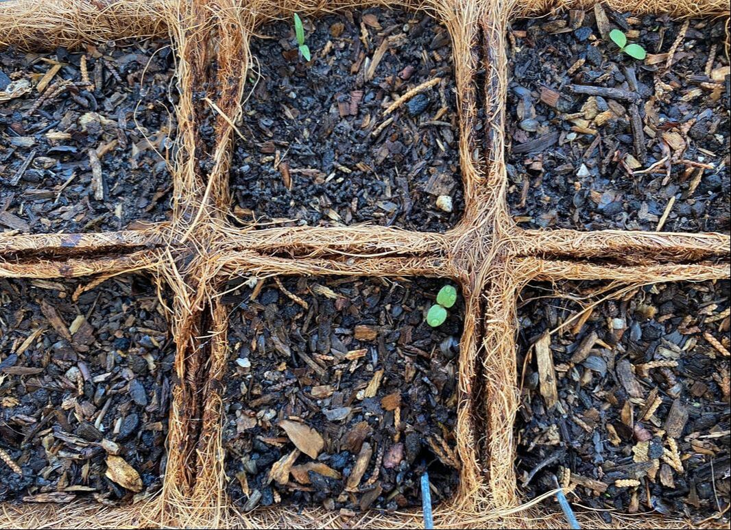 Biodegradable Seed Starters