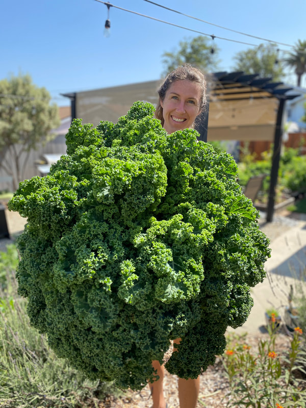 Kale Grown in a Back to Eden Garden