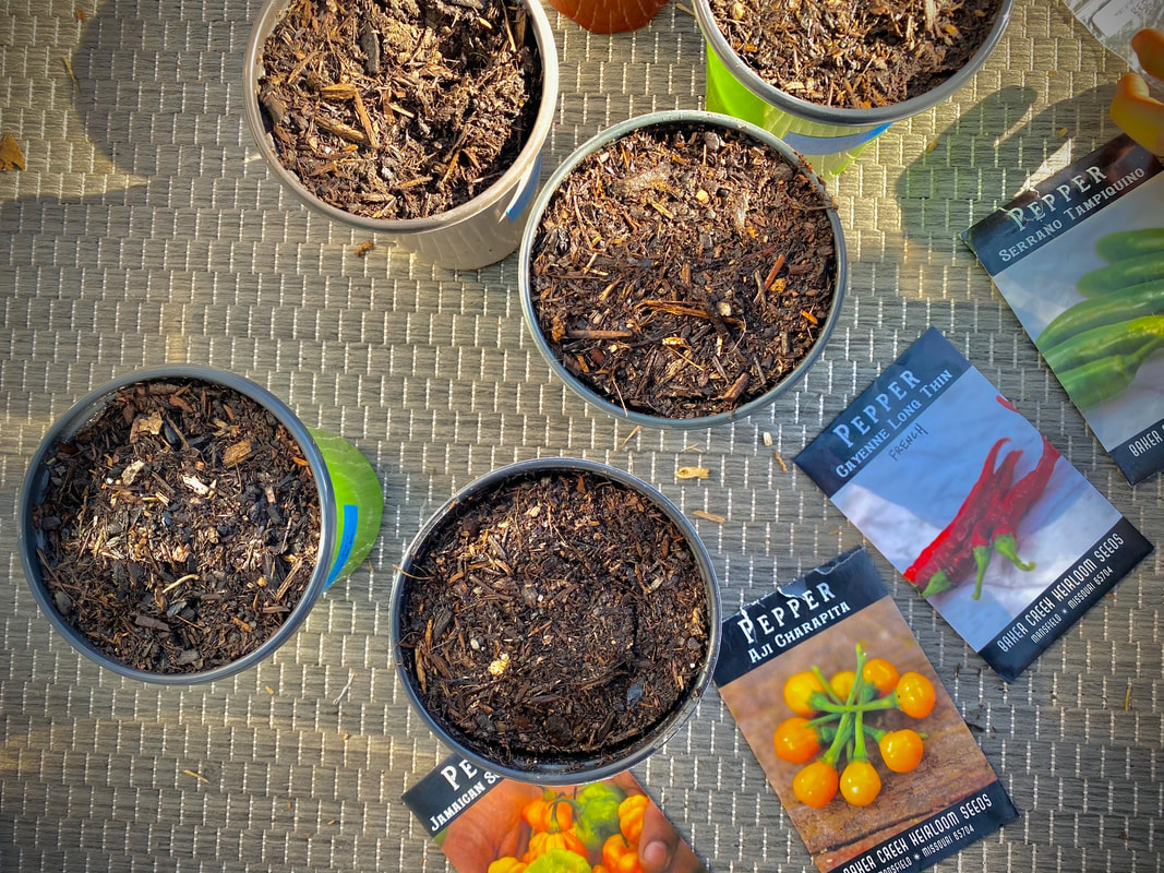 Starter Seeds in Compost